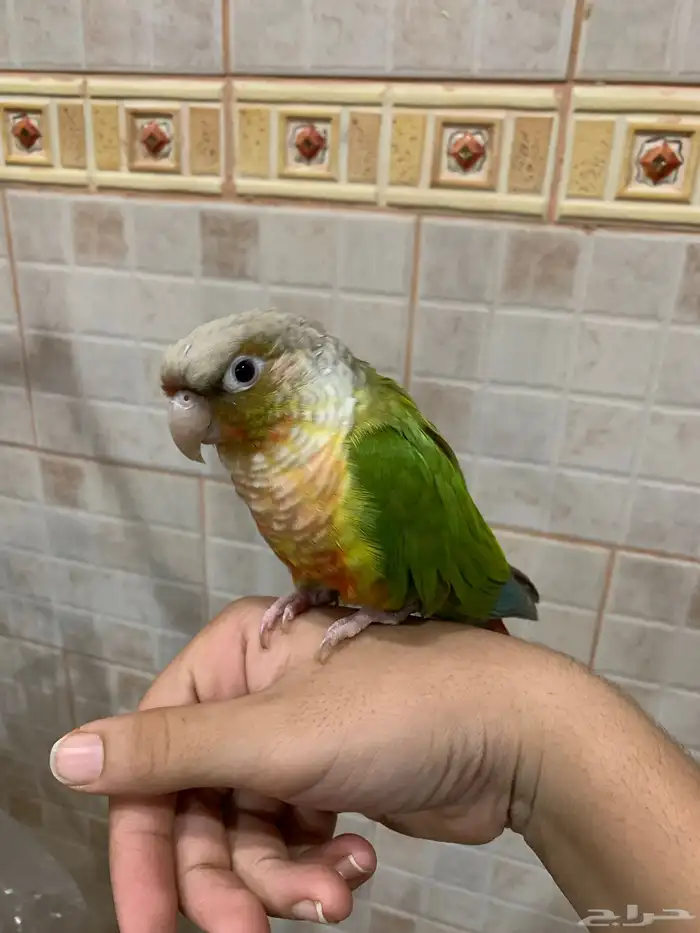 كنيور اناناس 0