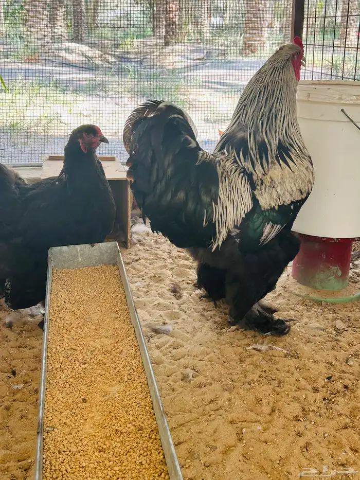 طقم براهما بياض مستوي فخم دم صافي 2