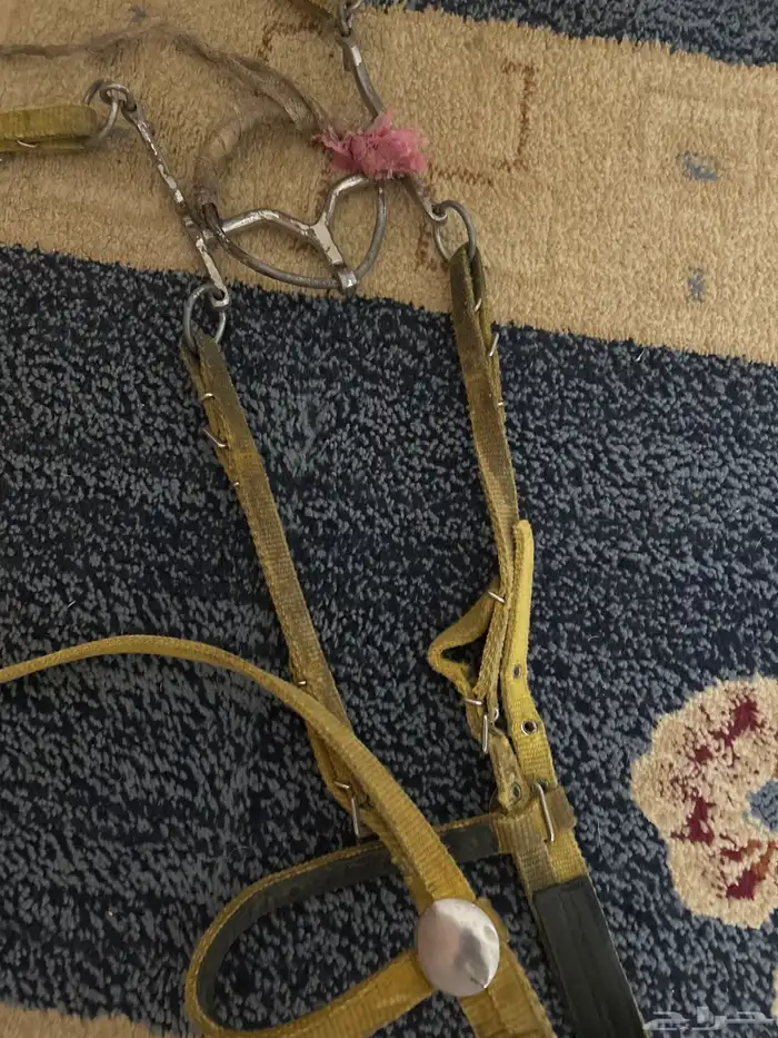 1 الجام H سلسه 2 ابو ركبه جديد للخيل الحاره 2