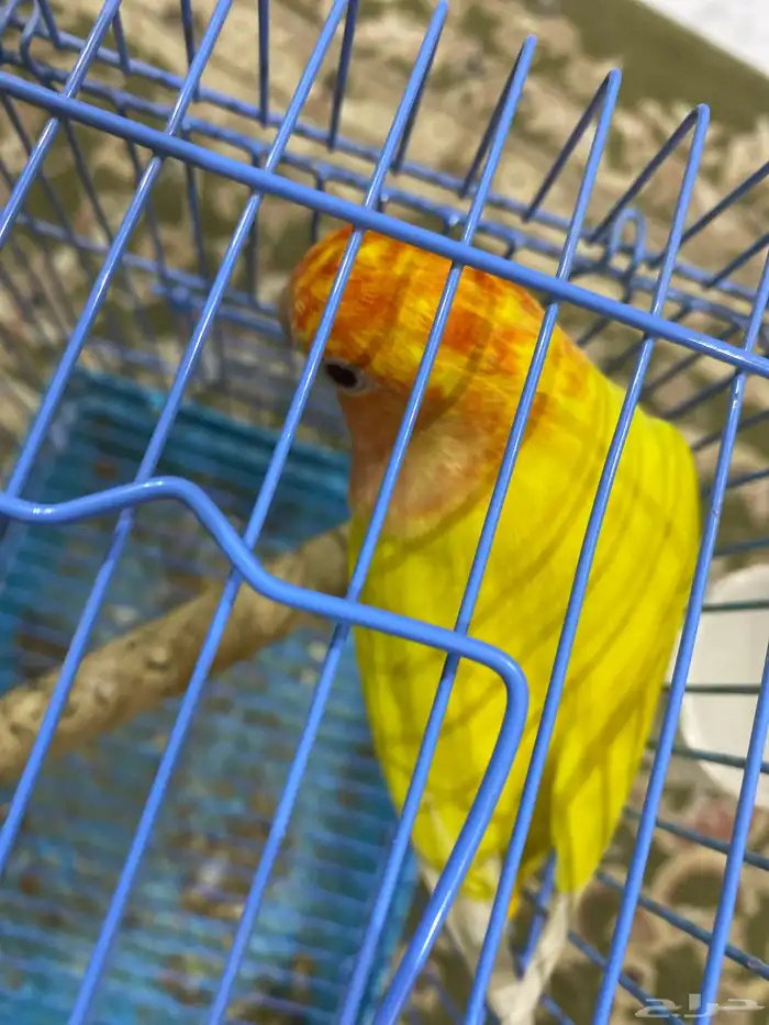 أنثى روز لاتينو منتجة طفرة 2