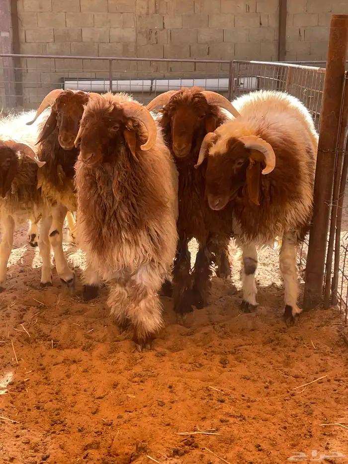 طليان نعيم جبر وسمين 0