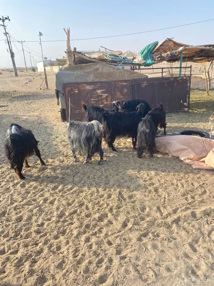 غنم للبيع جملة ضأن وماعز بيشة 6