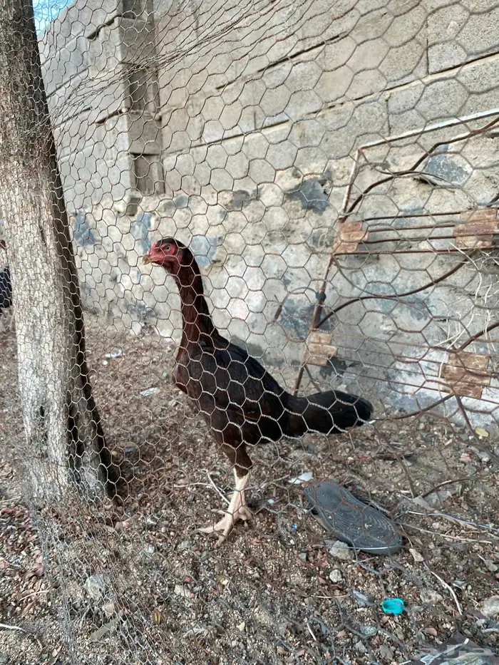 دجاج باكستاني اصل 4