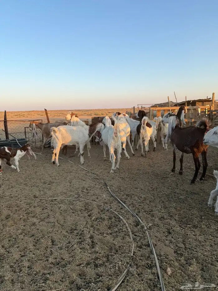 معزاء هولنديات 24