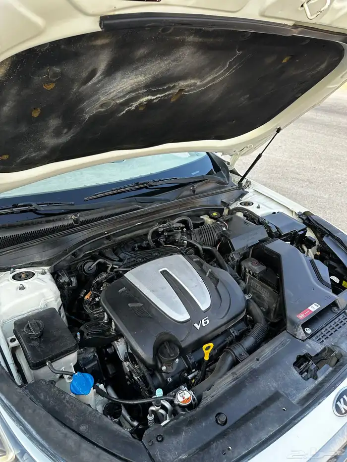 كادينزا 2017 8