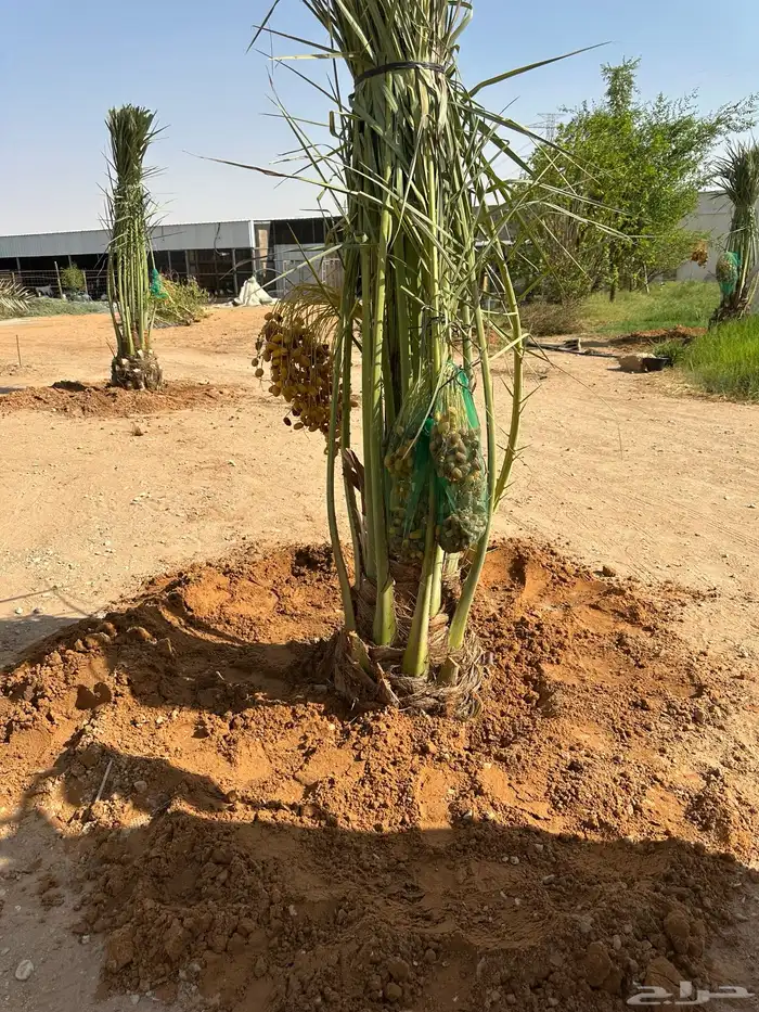 توريد وتركيب نخل لجميع المناطق مثمر 0