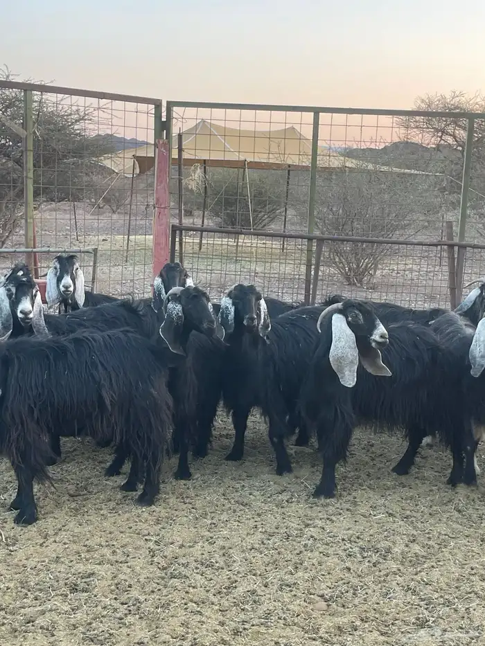 معزا ( تم البيع ) 5