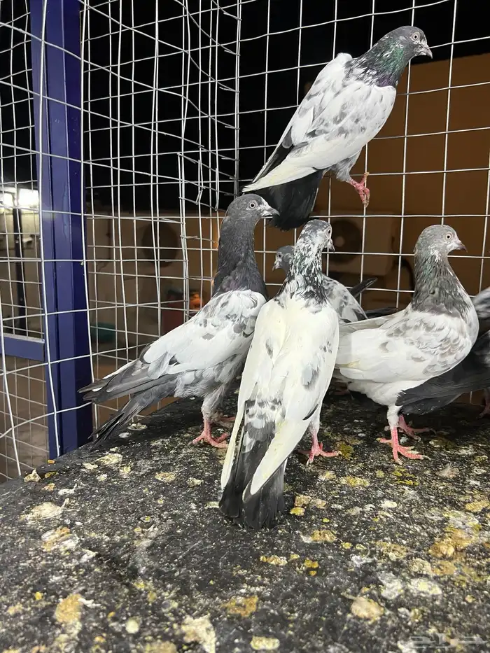 حمام باكستاني تيدي 0