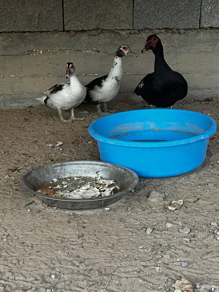 للبيع بط بح 3