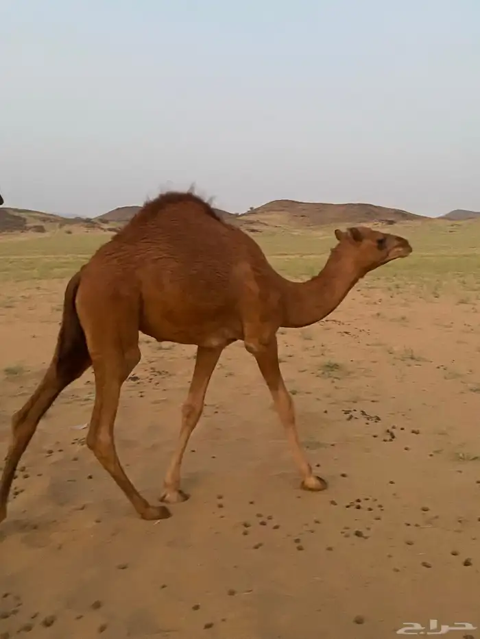 قعود للبيع العمر 7 شهور 3