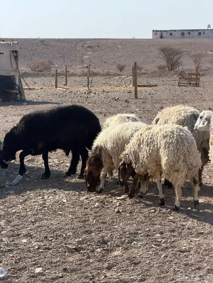 ضان نعيم دفيع بفحلها 16