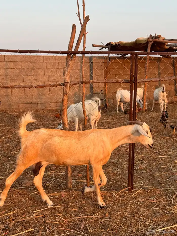 2 معزا دفاع مقاريب ( تم البيع ) 0