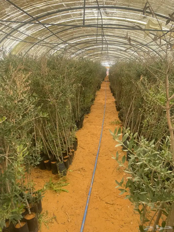 اشجار زيتون 12