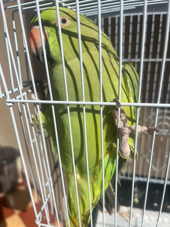 دره اليف هدد 1