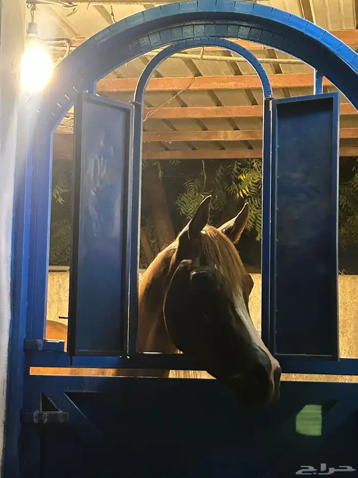 حصان شعبي حار تربيع خطوه مسار العمر 4 سنه 0