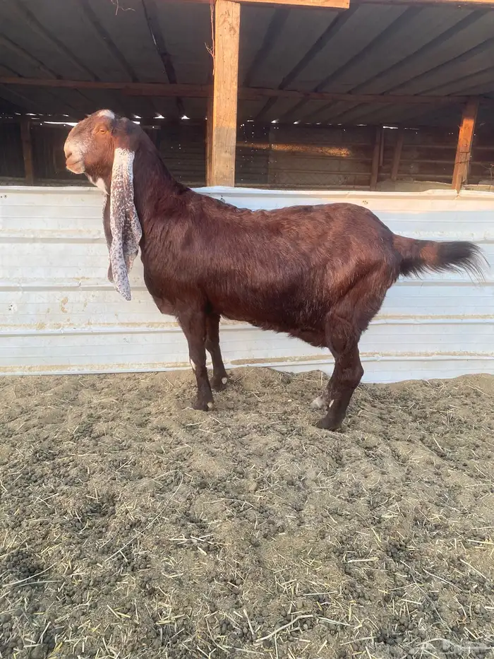 عنز هولنديه خصم الخصم 3