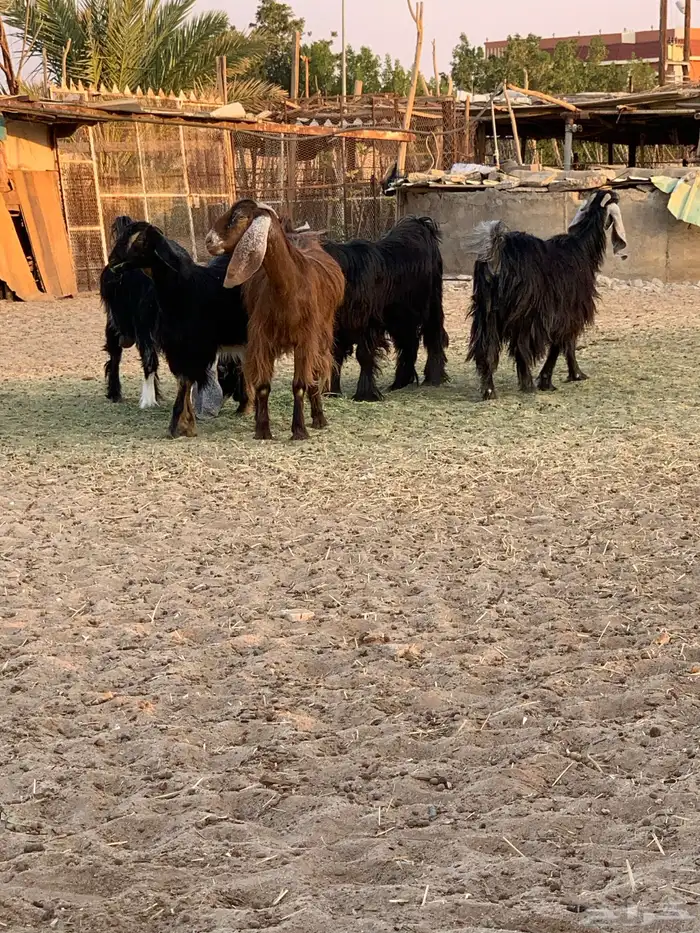 معزا مقنوى طيبه 0