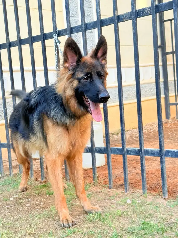 كلاب جيرمن 2