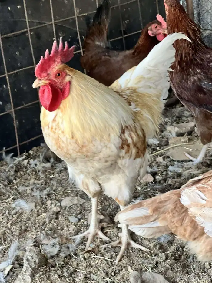 للبيع ديك دجاج 2