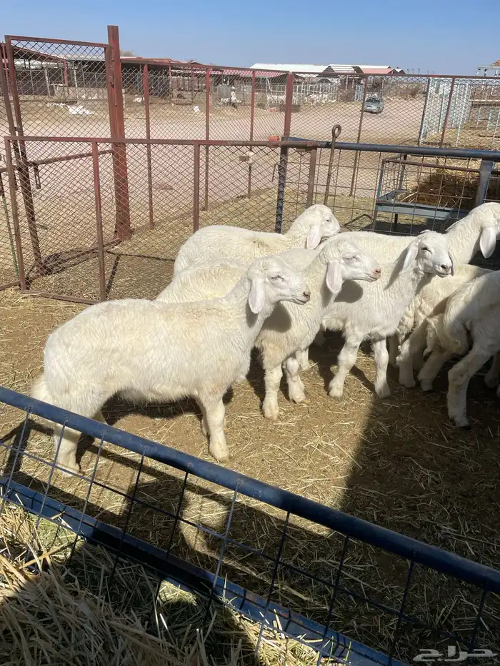 بهم حري وتيوس 7