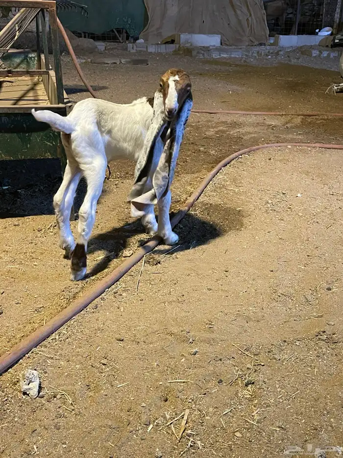 ثلاثه تيوس حجازيه دواغير 7