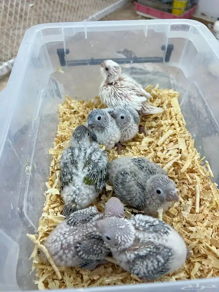 فروخ كنيور وكروان حجم ومشروطه صحه ونضافه 1