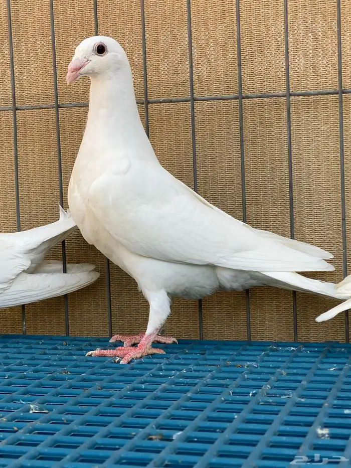 زاجل ابيض واسود 0