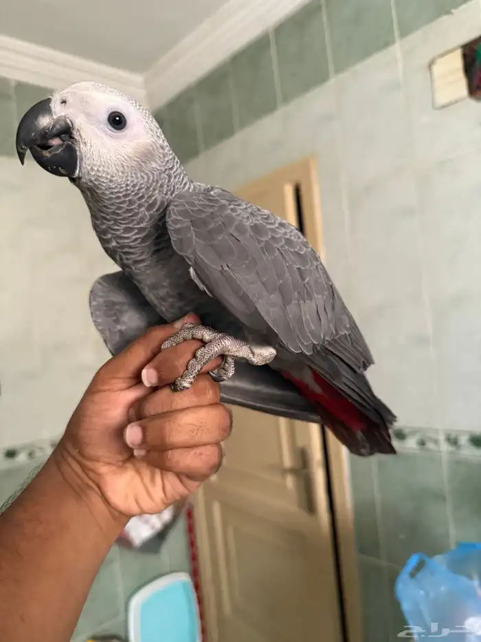 فرخ كاسكو سوبر سوبر جامبو تم البيع 3