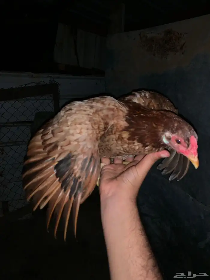 ماشآءالله 1