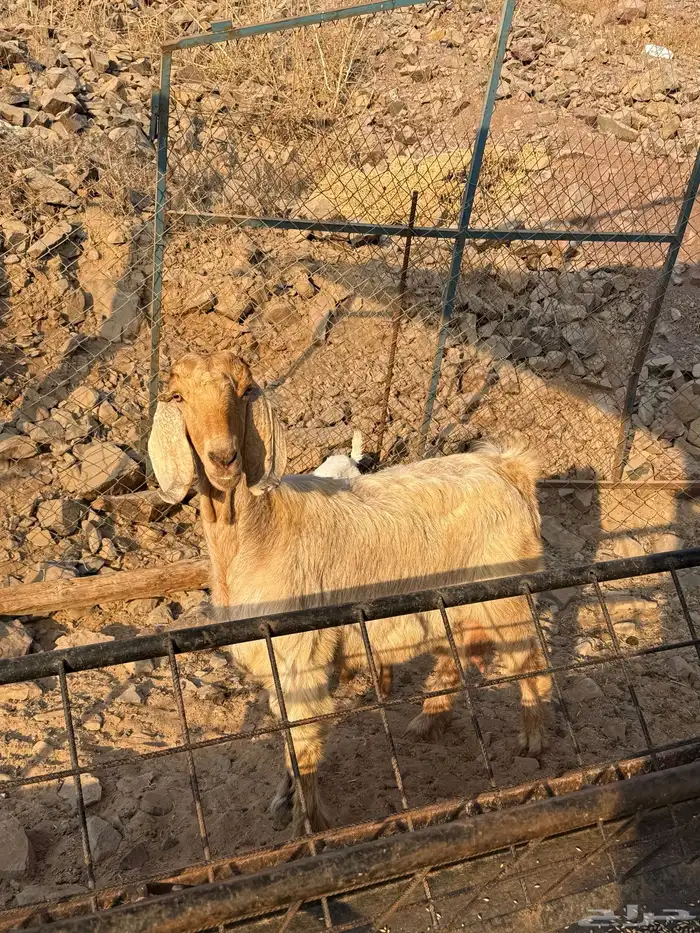 عنز يتبعها رخل 3