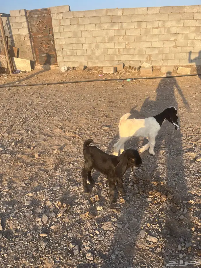 دواغير تيس وجفرة 0