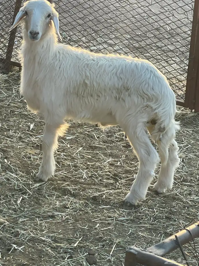 بهم حري وتيوس 1