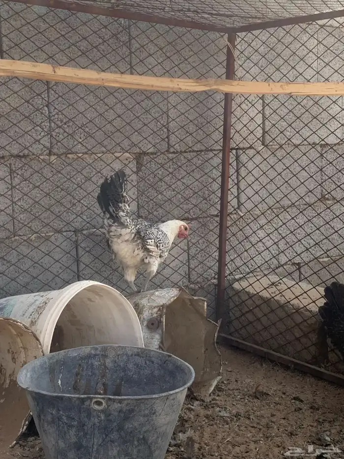 سلام عليكم عندي ثلاث داجاجات للبيع العمر تقريبا 7 الى 9 2