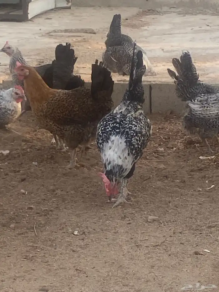 دجاج فيومي 4