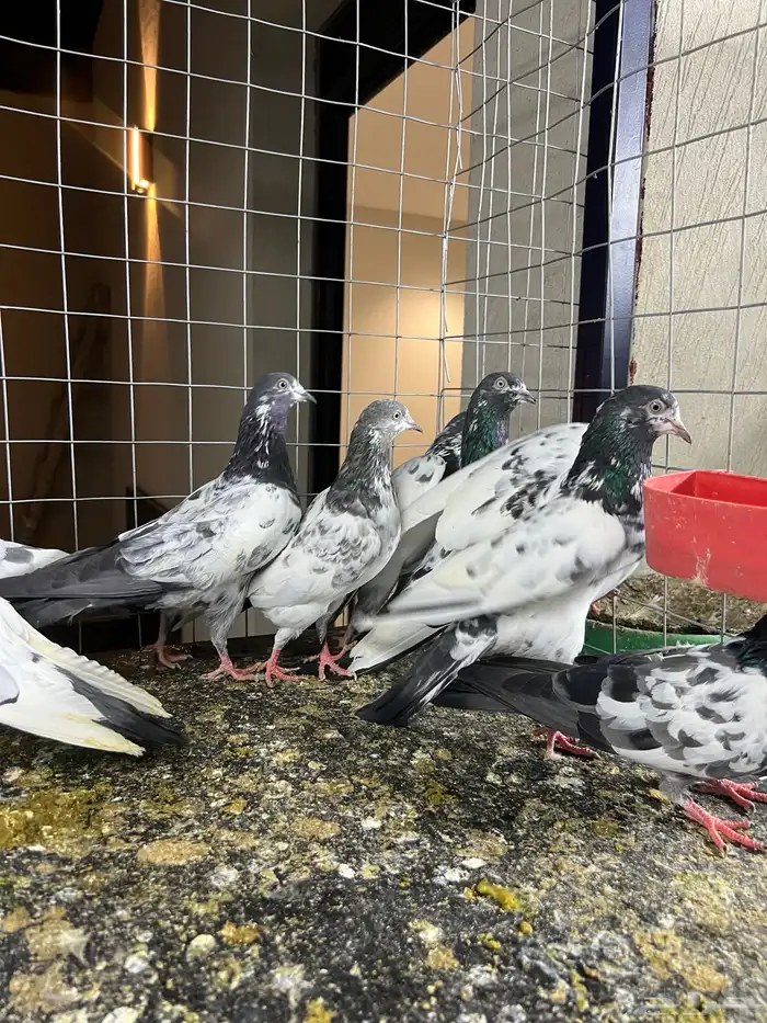 حمام باكستاني تيدي 11