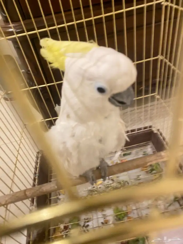 كوكاتو متكلم 0