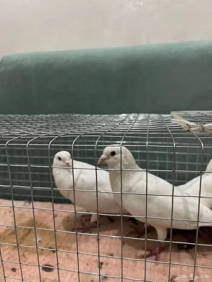 للبيع حمام حجم جامبو 3