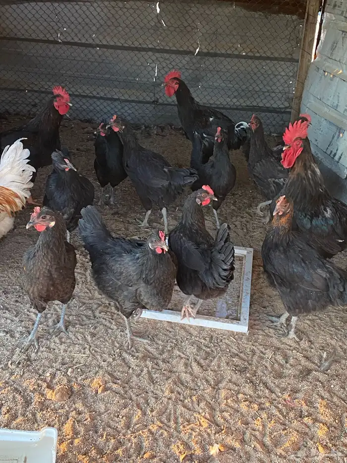 دجاج تركي مكس لوهمن اسود 3