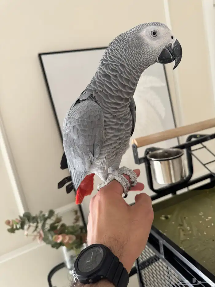 كاسكو إفريقي سوبر جامبو أليف متكلم ومعه 3 أقفاص 4