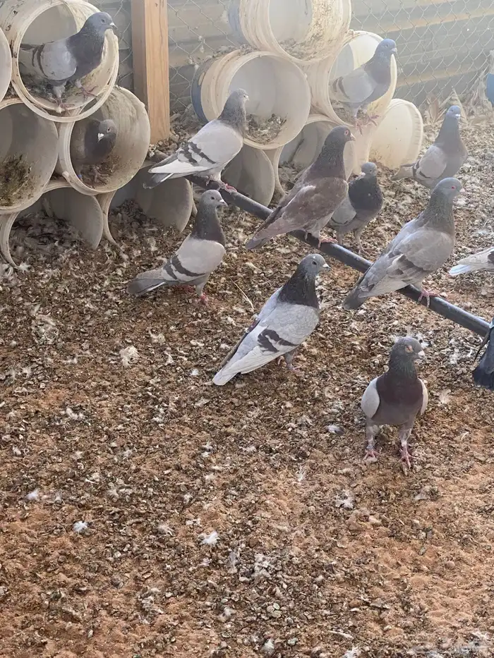 للبيع حمام فرنسي سلفر سوبر جانبو 1