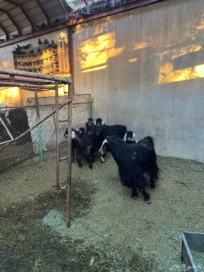 تيوس و فحول للبيع 6