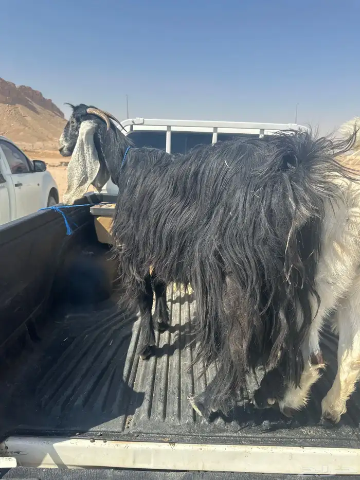 معزا هولندي وعارضية 3