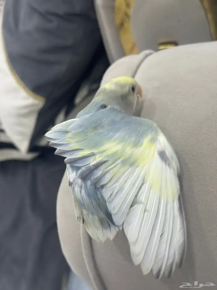 فرخ روز هدد نشبه 2