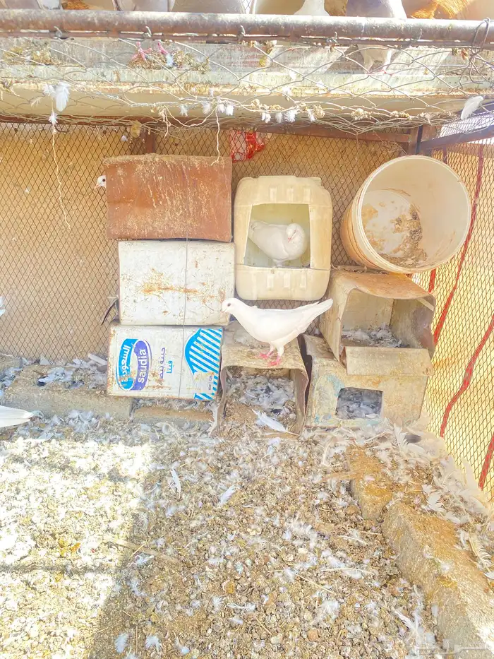 حمام فرنسي 8