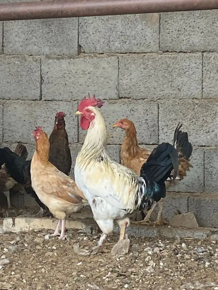 اعرض لكم 10 دجاج 4 دياكه وإنتاج كلها 2