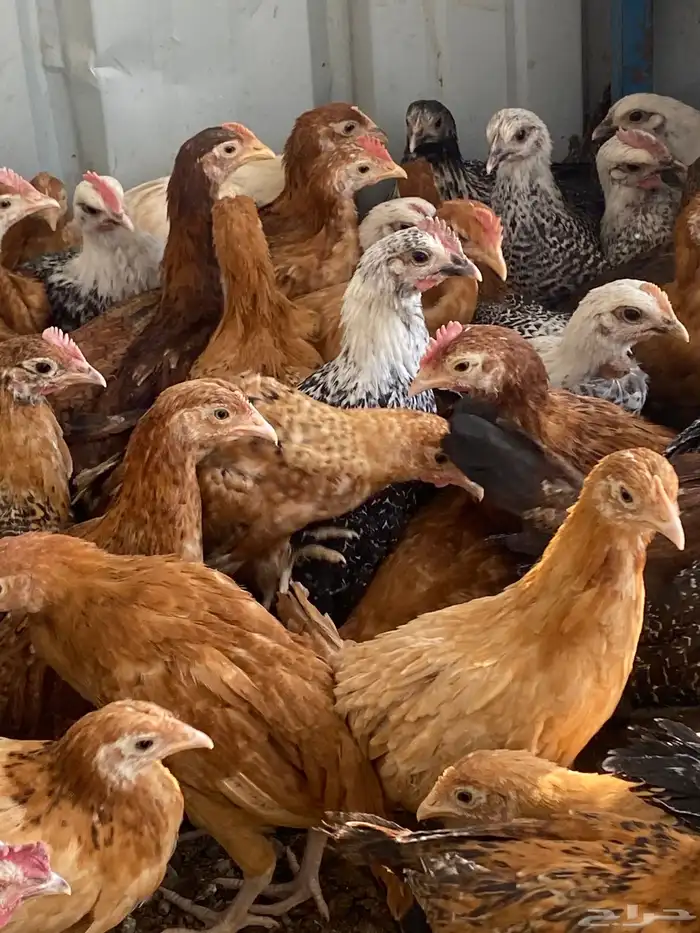 صوص بلدي فواتح 1