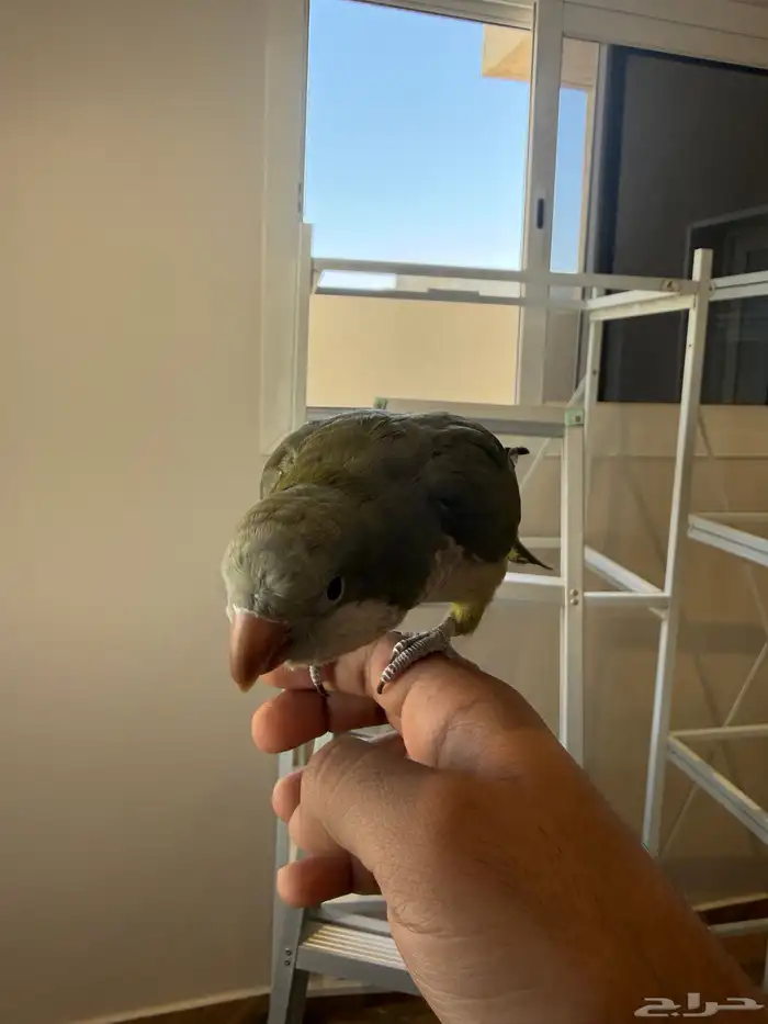 ببغاء كويكر اليف 2