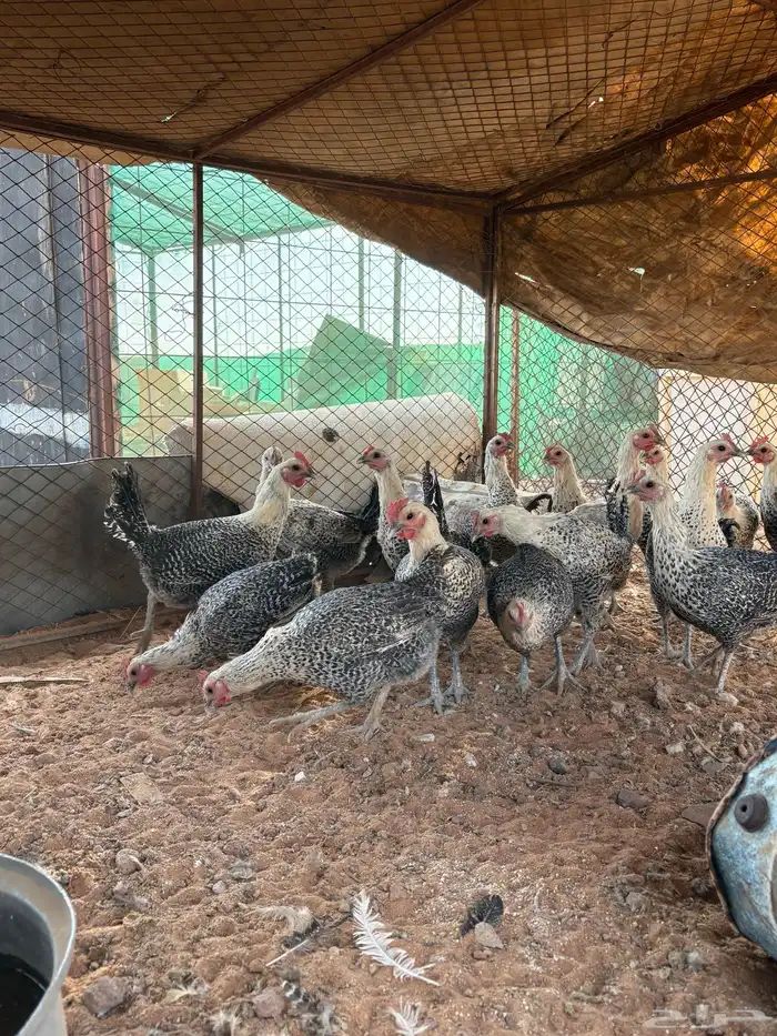 دجاج فيومي بياض 3