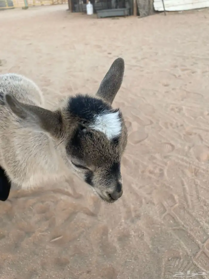 ماعز قزم امريكي تشيكي ذكر 1