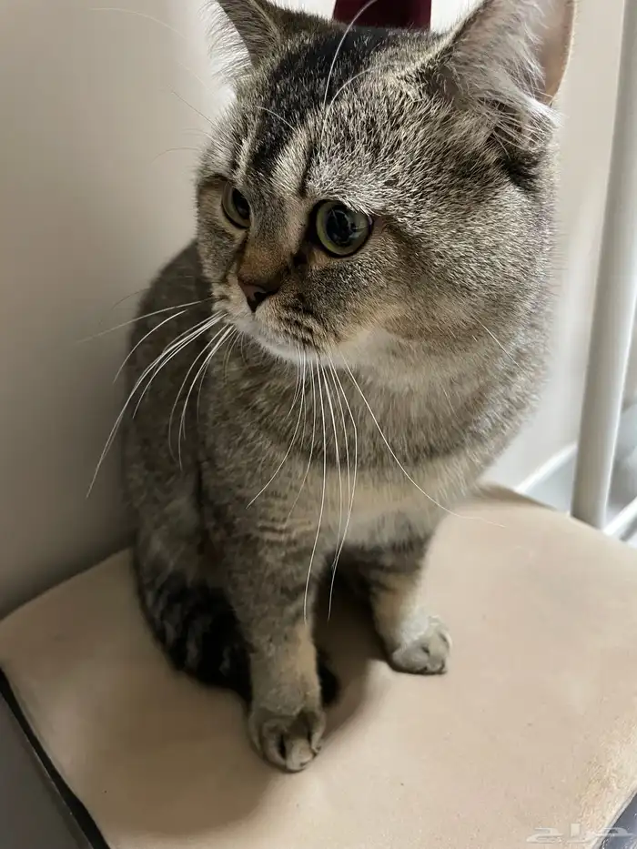 سكوتش للتبني مع اغراضه 2